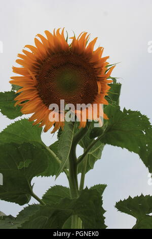 Giant sunflowers, helianthus annus, growing in the late summer. Stock Photo