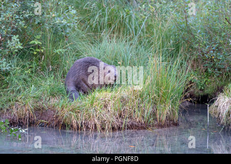 Beaver (Castor fiber), sitting on the shore, Almtal, Upper Austria, Austria Stock Photo