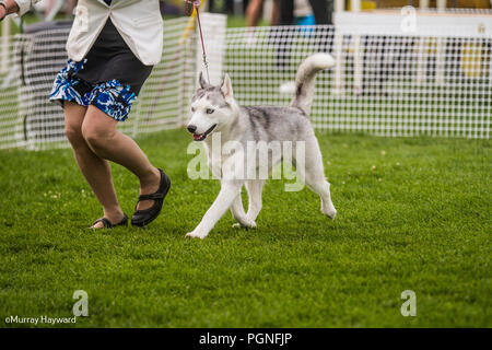 Dog show shop ring leads