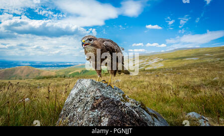 Buzzard, common buzzard perched on lichen covered rock with blue skies and moorland in the background.  Buteo Buteo.  Horizontal. Stock Photo