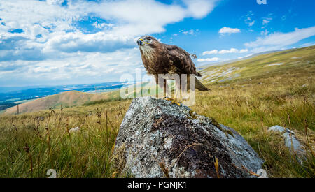 Buzzard, common buzzard perched on lichen covered rock with blue skies and moorland in the background.  Buteo Buteo.  Horizontal. Stock Photo