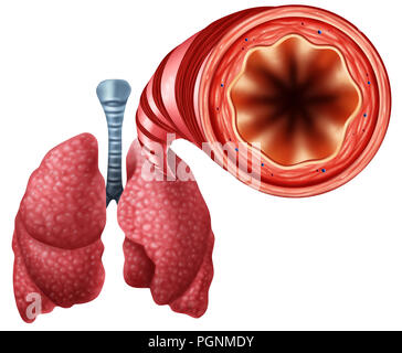 Healthy bronchial tube with human lungs close up anatomy as a medical symbol for open air breathing passage with 3D illustration elements. Stock Photo