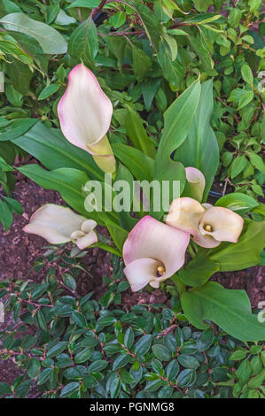 Calla Lillies Coral Passion. Zantedeschia aethiopica set against background of green leaves. Stock Photo