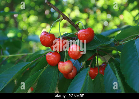 Ripe Rainier Cherries hanging from branch on tree Stock Photo