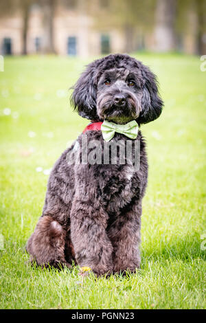 black cockerpoo sitting posing in a dickie bow Stock Photo