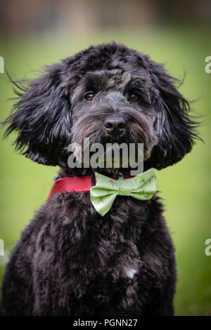 head photo of black cockerpoo posing in his dickie bow Stock Photo