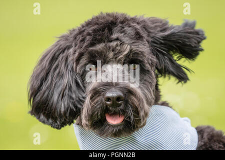 cute head photo of black cockerpoo Stock Photo