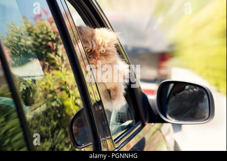 Persian cat looking out of car window Stock Photo