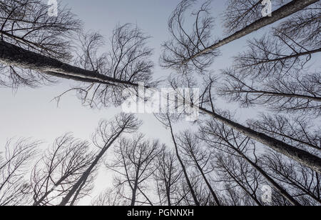 Pine forest burned after the fire seen from a low angle Stock Photo