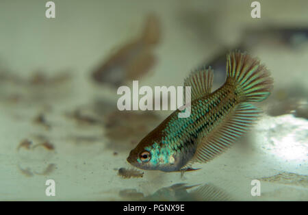 Feeding Baby Siamese Fighting Fish in the Aquarium with Frozen Baby Brine Shrimp Stock Photo