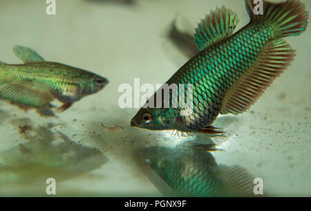 Feeding Baby Fighting Fish Betta Splendens Fishes in the Aquarium with Frozen Baby Brine Shrimp Stock Photo