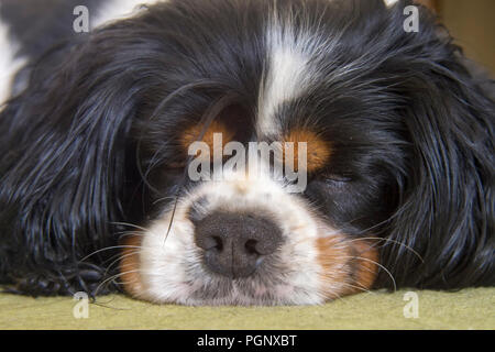 Male Cavalier King Charles Spaniel dog sleeping on the carpet Stock Photo