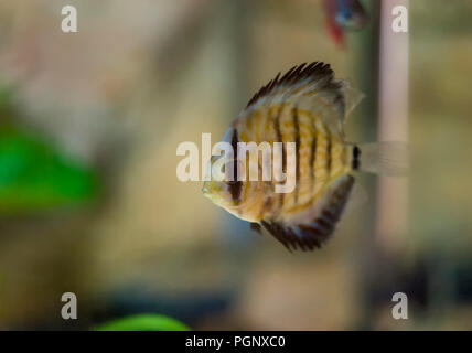 Discus fish with aquarium background. Shallow dof. Symphysodon, colloquially known as discus, is a genus of cichlids native to the Amazon river basin  Stock Photo