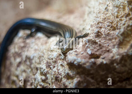 Gran Canaria Blue-tailed Skink / Chalcides Sexlineatus Stock Photo - Alamy