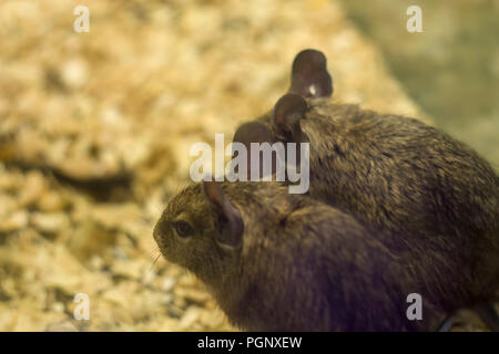 Degu close up, shallow dof.The name degu on its own indicates either the entire genus Octodon or, more likely, O. degus Stock Photo