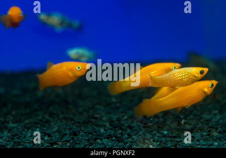 Colorful Gold, Yellow Molly Poecilia sphenops aquarium fishes. Shallow dof. Poecilia sphenops is a species of fish, of the genus Poecilia, known under Stock Photo