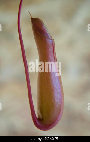 Nepenthes Tropical pitcher plants, close up macro. The genus Nepenthes found the Malay Archipelago, Borneo, Sumatra, and the Philippines, especially i Stock Photo