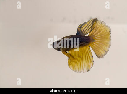 Siamese Fighting Fish Blue Yellow Halfmoon Betta Splendens with reflection. The fish is naturally endemic to Thailand and can be found in shallow area Stock Photo