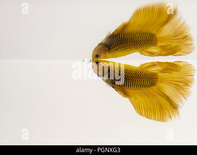 Siamese Fighting Fish Yellow Halfmoon Betta Splendens with reflection. Bettas are a member of the gourami family and are known to be highly territoria Stock Photo