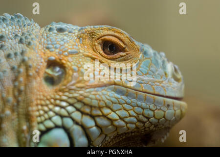 Iguana Reptile Close Up Photo. Shallow dof Stock Photo