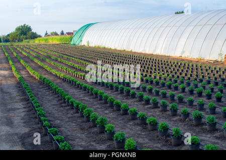 Chrysanthemum, mums or chrysanths plants on the field with irrigation network.Chrysanthemums were first cultivated in China as a flowering herb as far Stock Photo