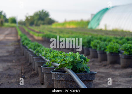 Chrysanthemum, mums or chrysanths plants on the field with irrigation network.Chrysanthemums entered American horticulture in 1798 when Colonel John S Stock Photo