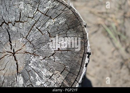 Section of an old birch log as texture and background Stock Photo