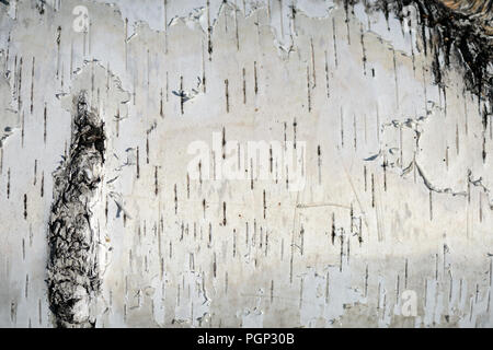 Birch tree bark as background and texture Stock Photo