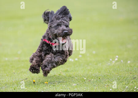 black cockerpoo running smiling Stock Photo