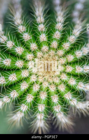 Cactus detail, top of cactus, close-up