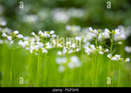 Cuckooflower, Cardamine pratensis, blooming in a meadow during spring. Abstract creation using selective focus. This plant is a host plant for the ora Stock Photo