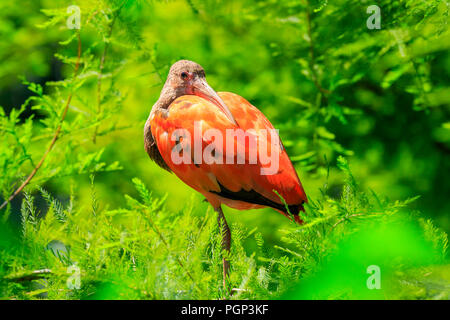 Scarlet Ibis bird (Eudocimus ruber) perched in a tree, preening and drying his wings in the sun. It is one of the two national birds of Trinidad and T Stock Photo