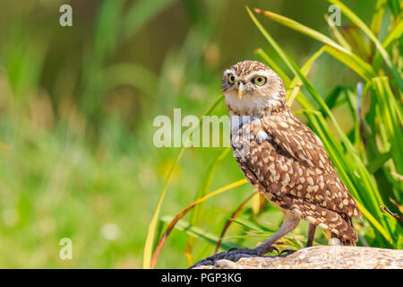 Burrowing owl, Athene cunicularia, bird of prey came outside of its burrow, standing in a green natural meadow Stock Photo