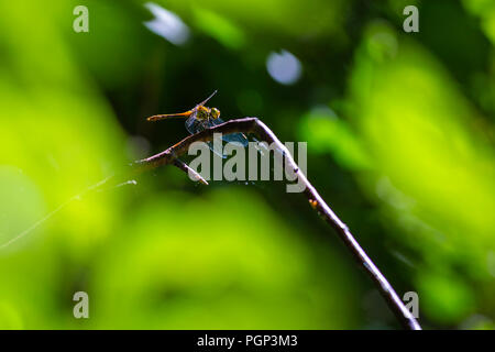 Close-up of a female ruddy darter (Sympetrum sanguineum) hanging on vegetation. Resting in sunlight in a forest. Stock Photo