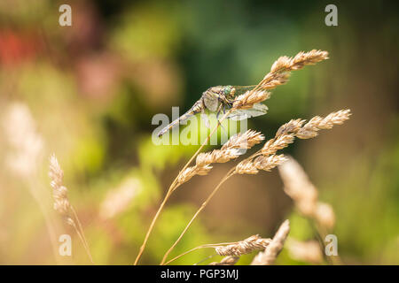 Black-tailed skimmer, Orthetrum cancellatum, is a dragonfly of Europe and Asia. A female specie is resting on vegetation warming up in warm summer sun Stock Photo
