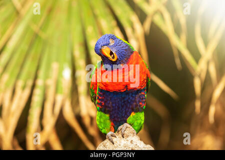 Closeup of a perched rainbow lorikeet, Trichoglossus moluccanus, or ...