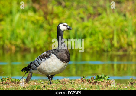 Close-up of a barnacle goose Branta leucopsis walking and foraging in a meadow on a sunny day Stock Photo