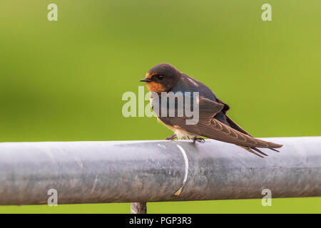Closeup of a Barn Swallow (Hirundo rustica) resting after hunting on a fence. This is the most widespread species of swallow in the world and the nati