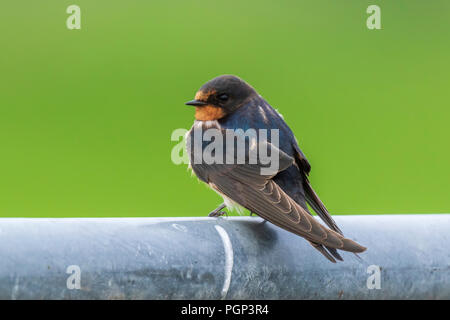 Closeup of a Barn Swallow (Hirundo rustica) resting after hunting on a fence. This is the most widespread species of swallow in the world and the nati