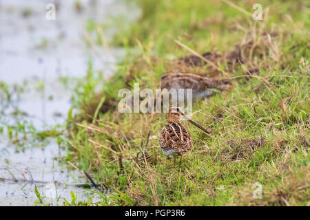 Common snipe Gallinago gallinago foraging in grassland during a cloudy day