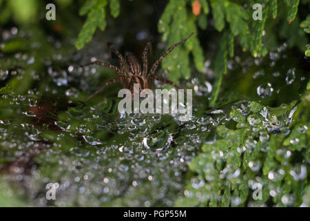 Funnel Weaver Spider Stock Photo