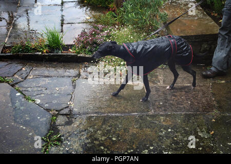 Young Black Whippet in her raincoat walking back to her home in the rain Stock Photo