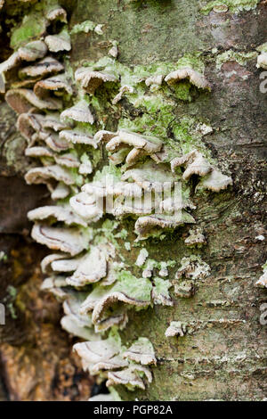 Tree fungi Turkeytail mushrooms (Trametes versicolor) growing on decaying tree trunk - USA Stock Photo