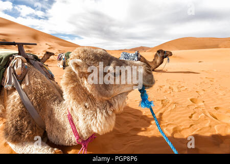 Morocco, Sahara Desert. Camels lying down resting on the sand dunes. Close up camel in the foreground. Copy space Stock Photo