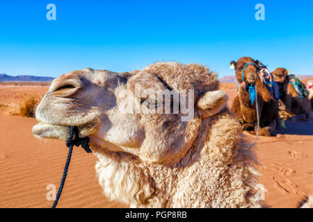 White camel face close up in the Sahara Desert, Morocco. Background of sandy dunes and blue sky Stock Photo