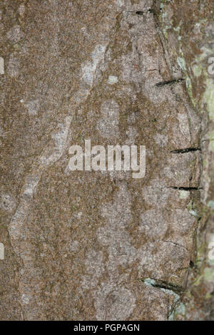 tree bark, close up Stock Photo