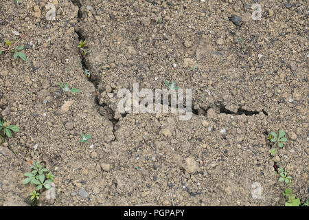 small plants grow out of the cracks in the ground Stock Photo