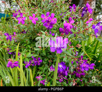 Purple Tibuchina Flower, Atherton Tablelands, Far North Queensland, FNQ, QLD, Australia Stock Photo
