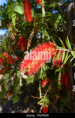 Red Bottlebrush, Undara, Queensland, FNQ, QLD, Australia Stock Photo