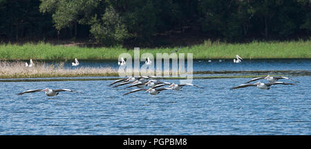 Flock of Australian Pelicans (Pelecanus conspicillatus) in low flight formation, Lake Tinaroo, Far North Queensland, FNQ, QLD, Australia Stock Photo